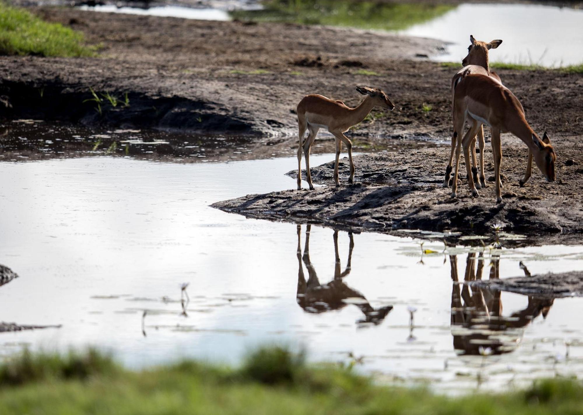 Royal Thonga Safari Lodge Sihangwane Buitenkant foto