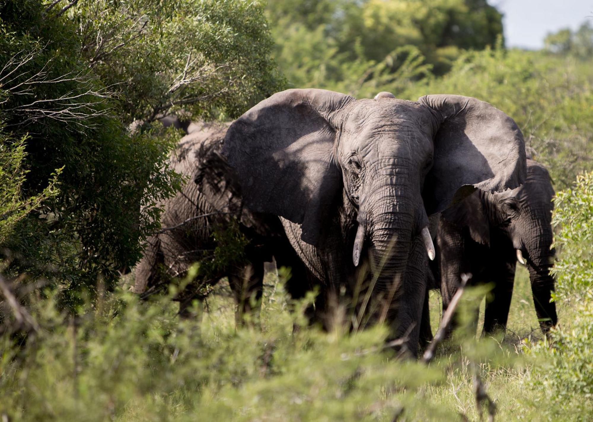 Royal Thonga Safari Lodge Sihangwane Buitenkant foto