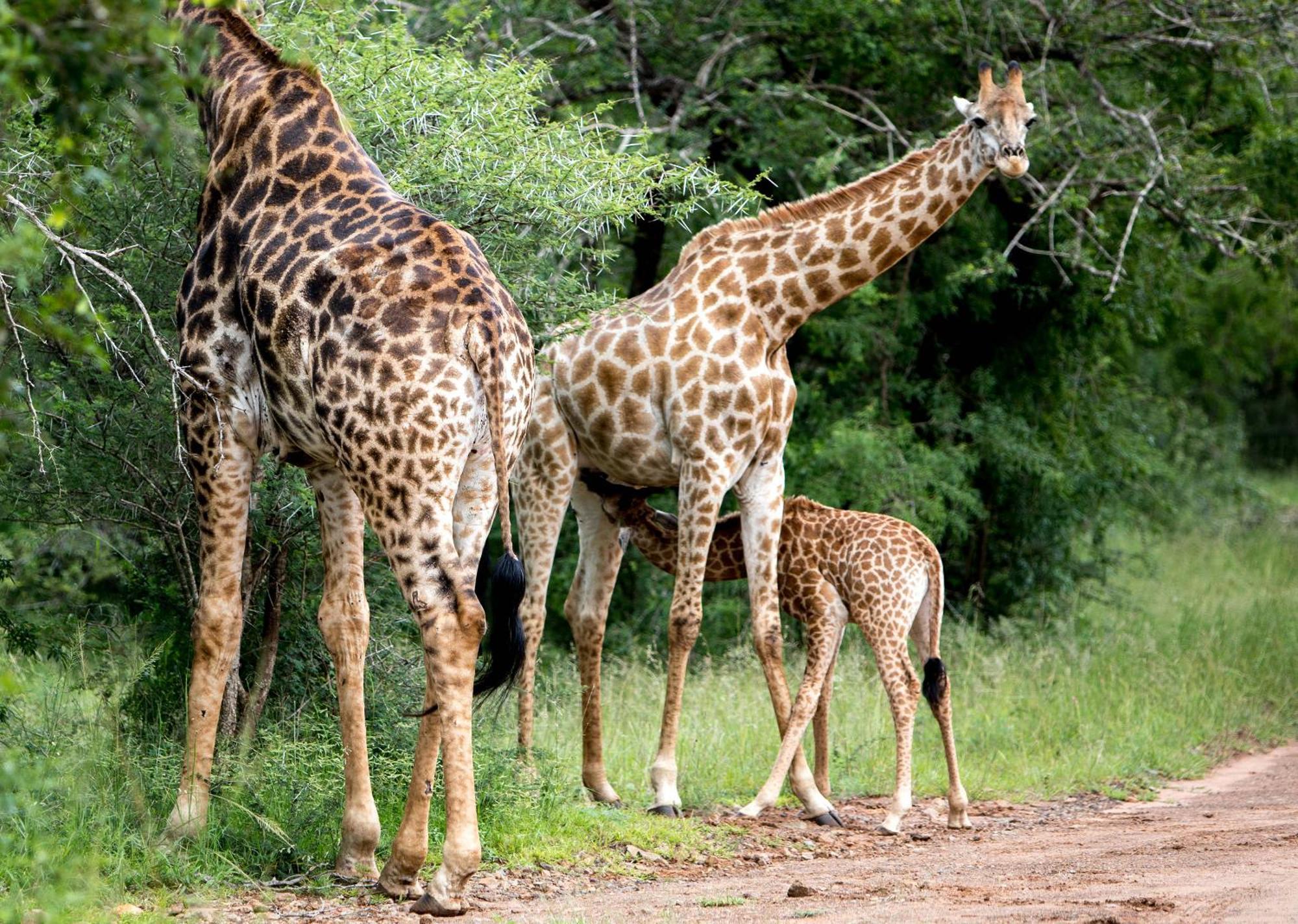 Royal Thonga Safari Lodge Sihangwane Buitenkant foto
