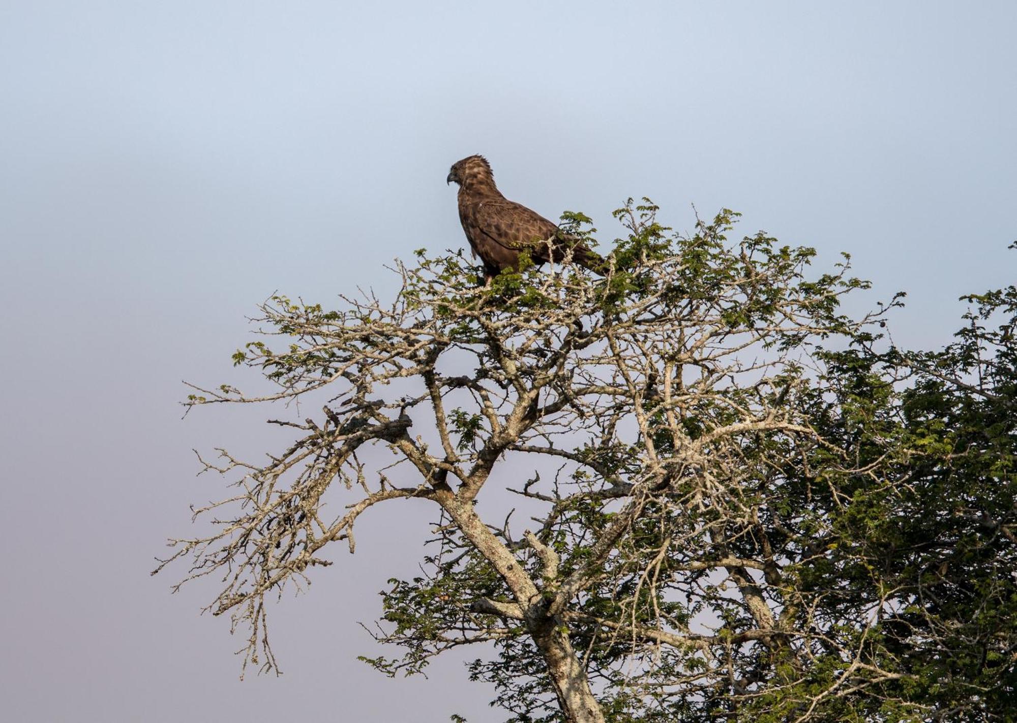 Royal Thonga Safari Lodge Sihangwane Buitenkant foto