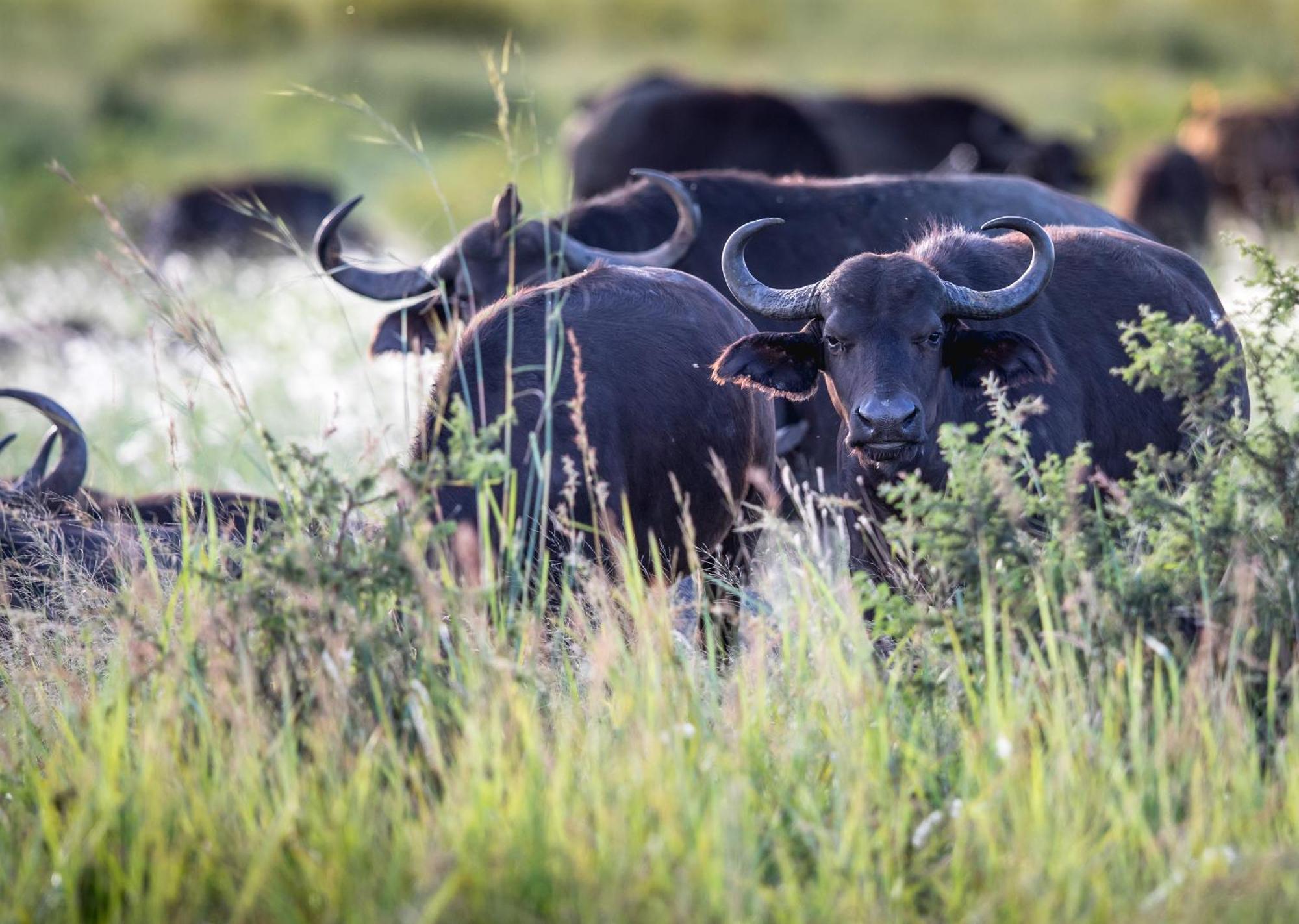 Royal Thonga Safari Lodge Sihangwane Buitenkant foto