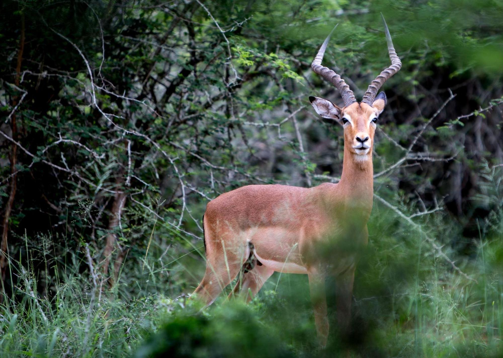 Royal Thonga Safari Lodge Sihangwane Buitenkant foto