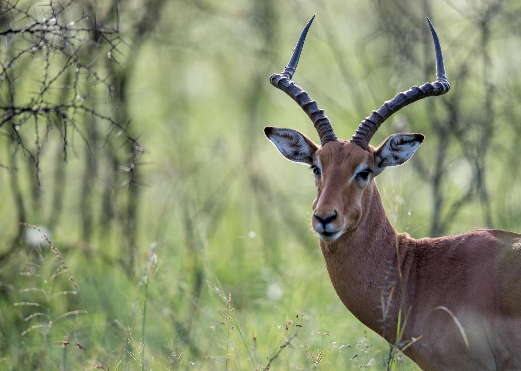 Royal Thonga Safari Lodge Sihangwane Buitenkant foto