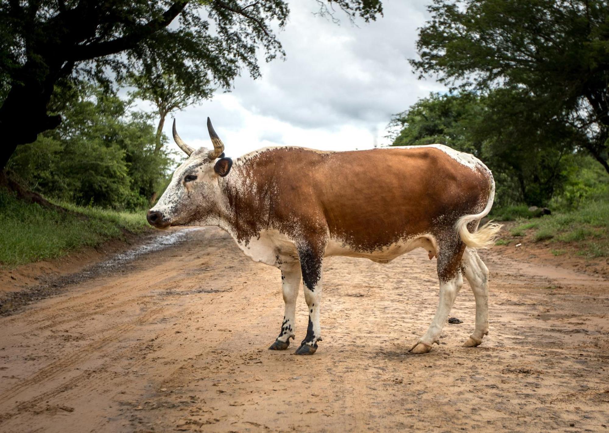 Royal Thonga Safari Lodge Sihangwane Buitenkant foto