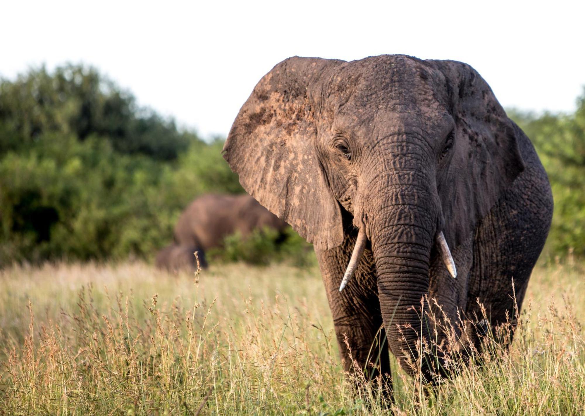 Royal Thonga Safari Lodge Sihangwane Buitenkant foto