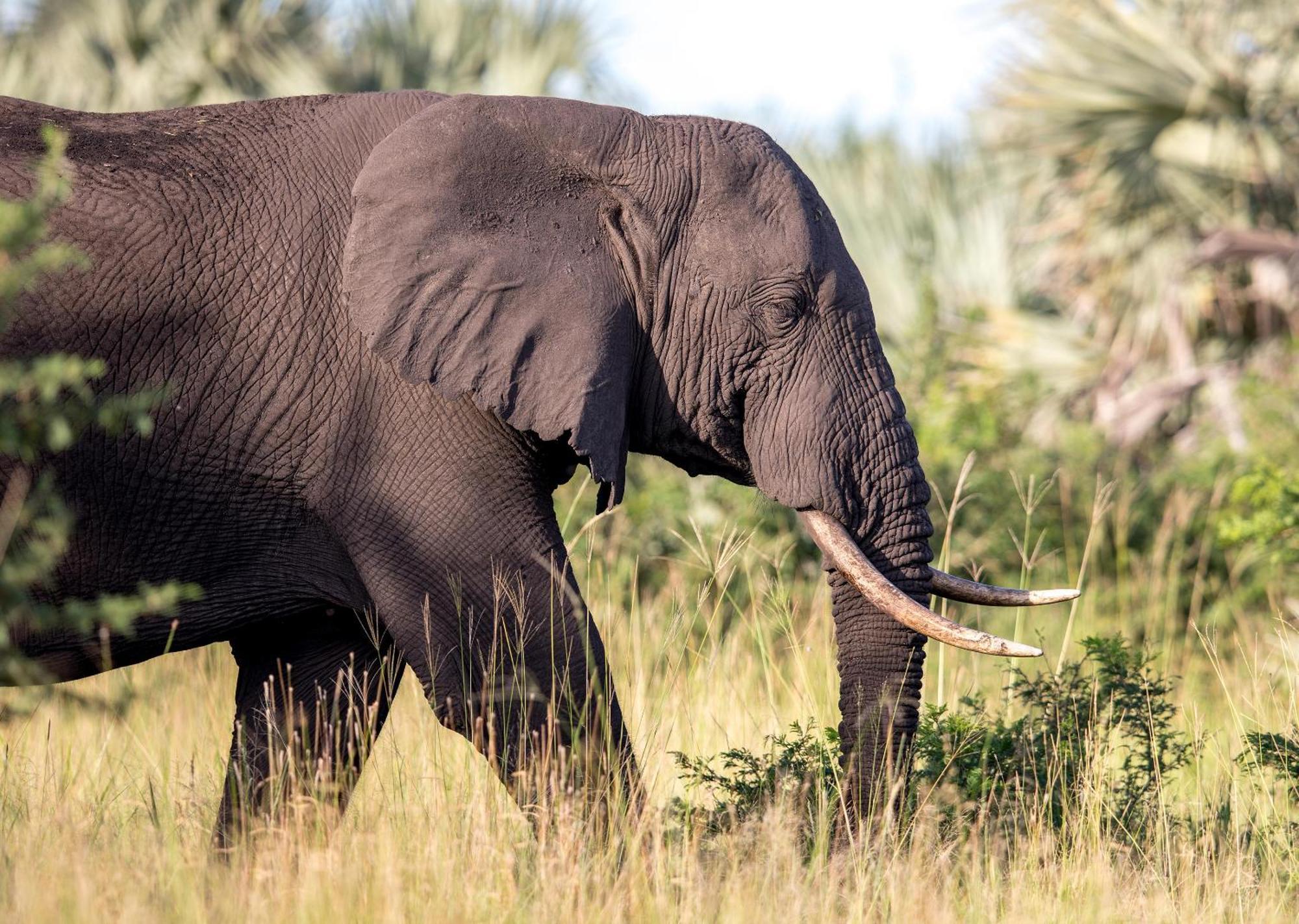 Royal Thonga Safari Lodge Sihangwane Buitenkant foto