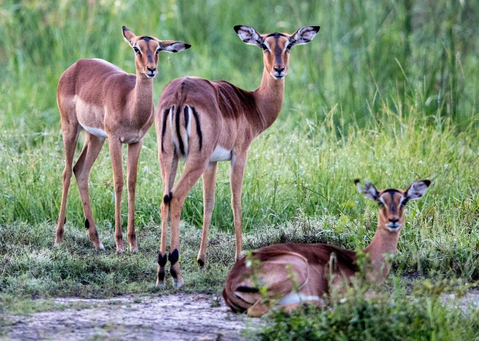 Royal Thonga Safari Lodge Sihangwane Buitenkant foto