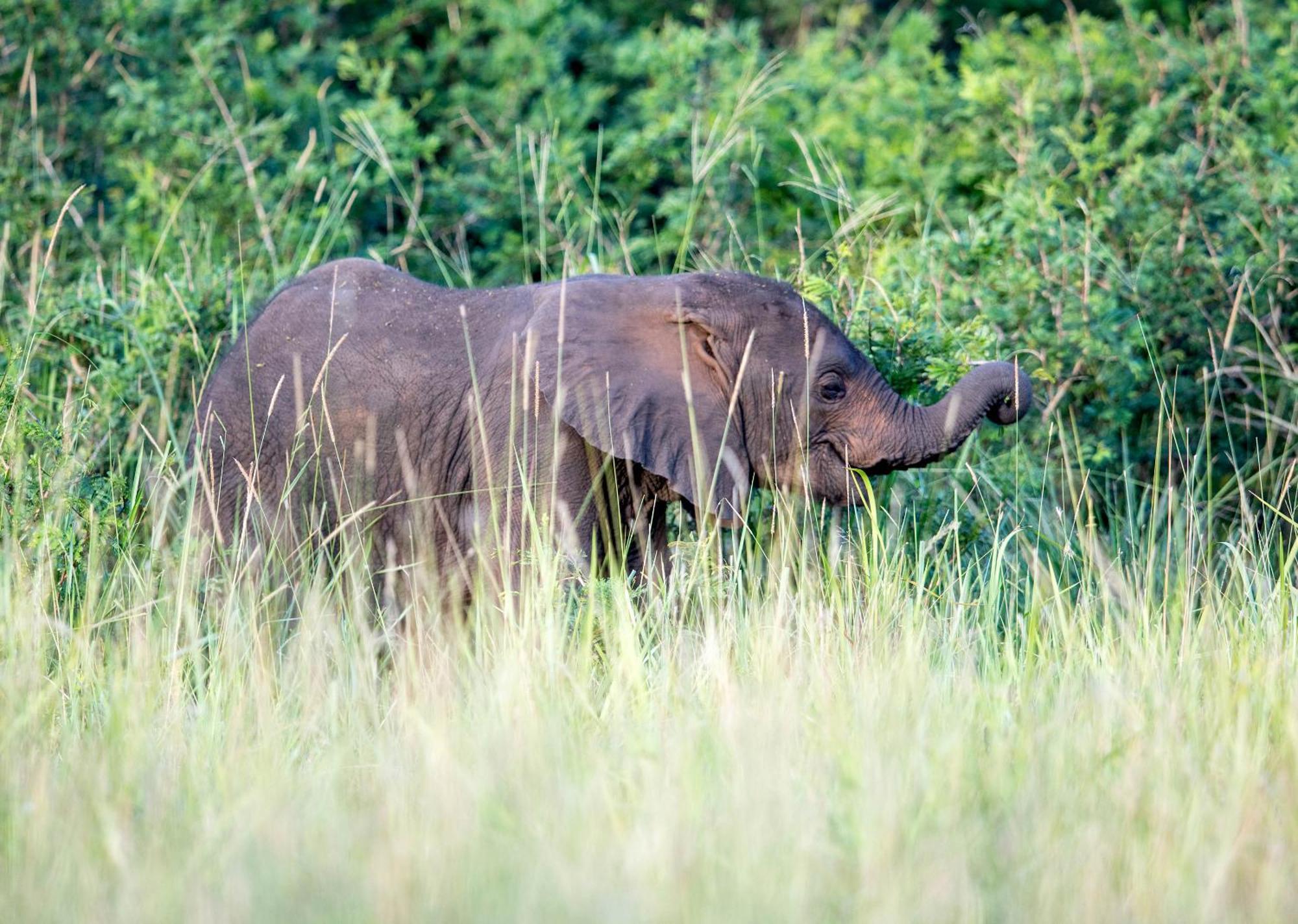 Royal Thonga Safari Lodge Sihangwane Buitenkant foto
